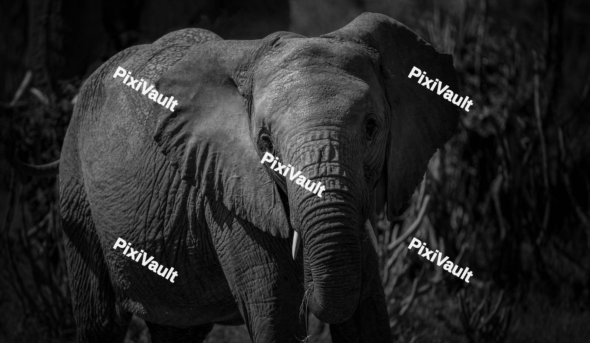 Close up of a Elephant
